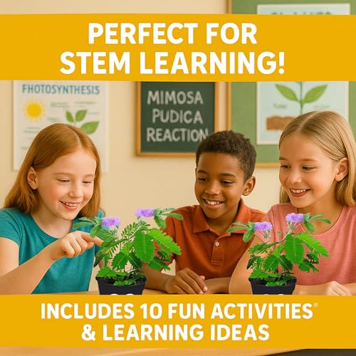 TickleMe Plant Seeds (2-Pack) – Touch-Sensitive Plant that Closes Leaves When Touched – Easy Indoor House Plant Seeds – Fun Educational Activity for Kids & Adults - style: 2 Seed Packets