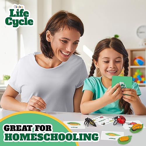 Life Cycle Kit Montessori - Realistic Figurine Toys, Kids Animal Matching Game with Ladybug, Easter Basket Stuffers for Kids, Science Fun for Learning Education Toys - style: Life Cycle - Ladybug