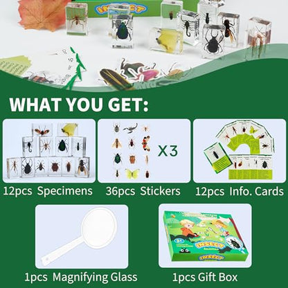 12 PCS Insect Specimen, Real Bugs in Resin for Science Classroom