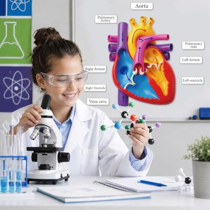Magnetic Heart Anatomy Model with Labels Clearly Heart Structure Magnets Decoration Magnetic Teaching Aids Science Anatomy Magnet for Lab Decorations Teacher Must Haves Teaching Aid