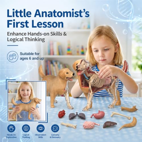 4D Vision Dog Anatomy Model, 34 Removable Parts, Detailed Display Model - size: Dog Model