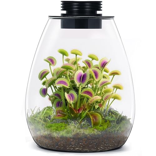 Desktop Glass Plant Terrarium with Grow Light for Carnivorous Plants & Moss