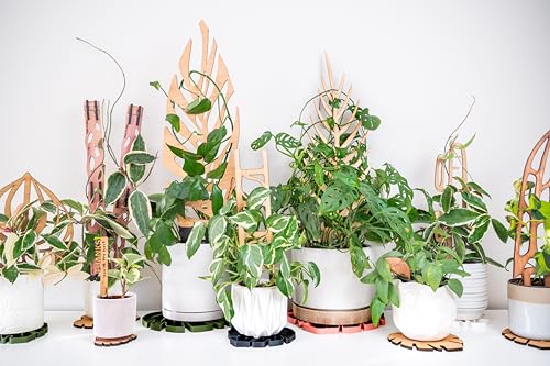Treleaf Zella Grande Starter Kit – Wooden Extendable Plant Trellis for Indoor Climbing Houseplants – Modular Plant Support with 2 Bases + 2 Extensions - Moss Pole Alternative - size: Grande Kit