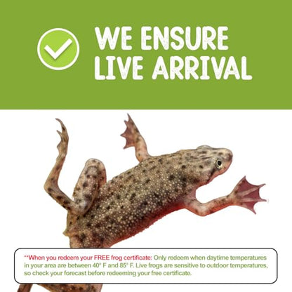 African Dwarf Frog Kit with Certificate for 2 Live Frogs, Book, Tank Bundle