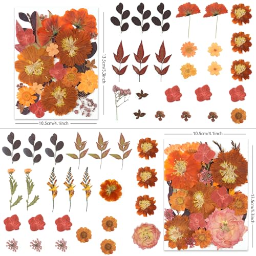 LUXEEASE 100P Autumn Dried Pressed Flowers, Warm Tone - color: Autumn Warm-tone 100p