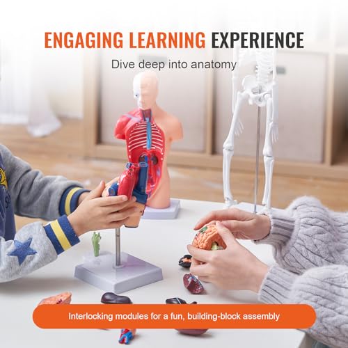 VEVOR Human Anatomy Model Bundle Set - Human Skeleton, Brain, Human Torso Body, Heart - Set of 4, Detachable Hands-on 3D Model Physiology Teaching Tools for Study and Display, with Manual - size: Short Size