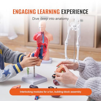 VEVOR Human Anatomy Model Bundle Set - Human Skeleton, Brain, Human Torso Body, Heart - Set of 4, Detachable Hands-on 3D Model Physiology Teaching Tools for Study and Display, with Manual - size: Short Size