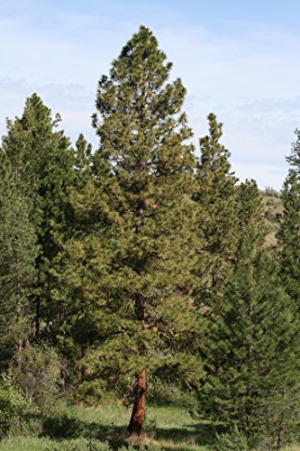 Ponderosa Pine | Tree Seed Grow Kit | The Jonsteen Company