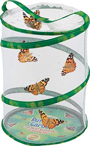 Insect Lore Butterfly Garden with Two Cups of Live Caterpillars, Life Cycle Figurines, English and Spanish Butterfly STEM Activity Journals | 10 Painted Lady Butterfly Baby Caterpillars - style: 2 Cup