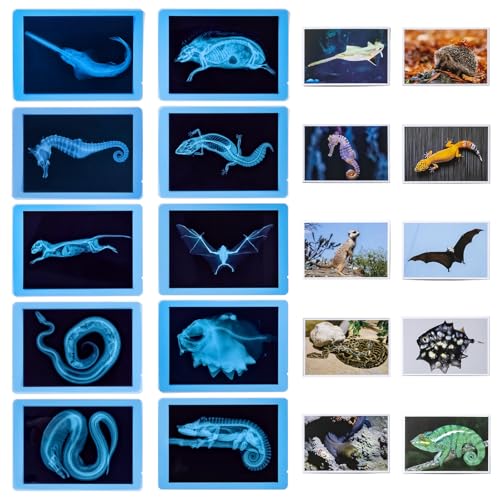 20 Pcs Animal Xrays and Picture Cards - Light Table Accessories