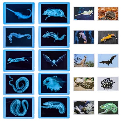 20 Pcs Animal Xrays and Picture Cards - Light Table Accessories