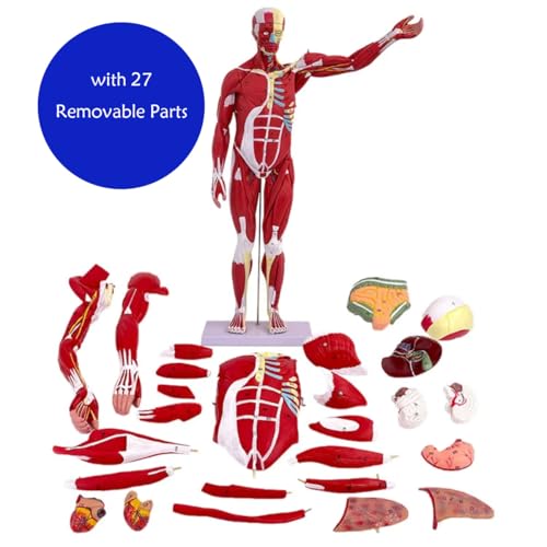 Anatomical Human Muscular Figure Model with 347 Number with 27 Removable Parts Muscle Organ Model Training Manikin Model for Teaching 33.5'' Tall,1/2 lifesize