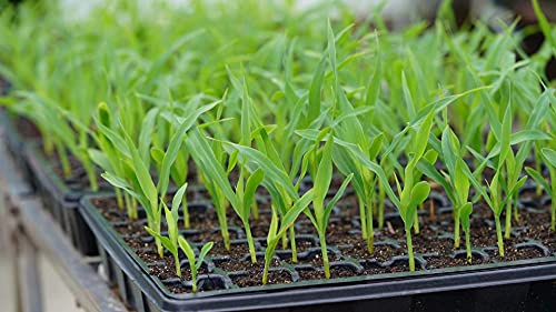 Gardzen 5 Pack Seed Starter Trays with Vented Domes 350 Cell - size: 70-Cell Black Eyes 5-Pack