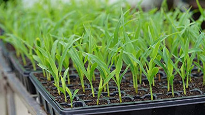 Gardzen 5 Pack Seed Starter Trays with Vented Domes 350 Cell - size: 70-Cell Black Eyes 5-Pack