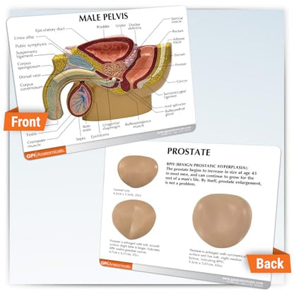 GPI Anatomicals Human Anatomy Model of Male Pelvis with 3D Prostate Frame - style: Male Pelvis with 3D Prostate Frame