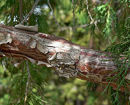 Bonsai Tree | Rocky Mountain Juniper | Seed Grow Kit | The Jonsteen Company