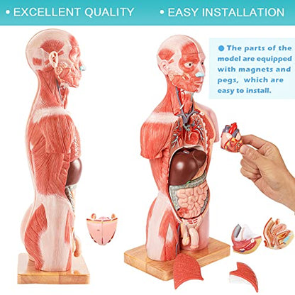 2026 New Human Body Deluxe Musculature Model, 16 Pcs Removable 17 inch