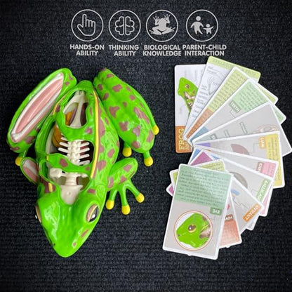 LUCKY GUESS 4D Frog Anatomy Model 23-Part Puzzle with Flash Cards