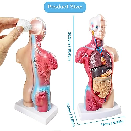 NEW HORIZON 15 PCS Removable Human Anatomy Torso Model 10.5 Inch Anatomical