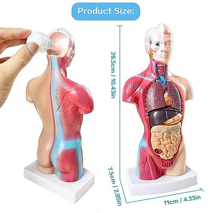 NEW HORIZON 15 PCS Removable Human Anatomy Torso Model 10.5 Inch Anatomical