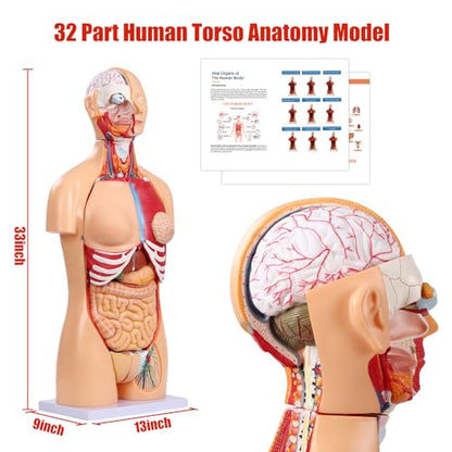 SFXYJ Human Torso Anatomy Model 33.4", Dual-Sex 32 Part Removable Life-Size with Heart Head Skull Brain Visceral Muscular Layers Model Includes Product Manual for Medical Student Lab Classroom Use