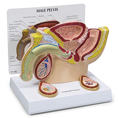 GPI Anatomicals Human Anatomy Model of Male Pelvis with Testicles - style: Male Pelvis with Testicles