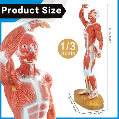 Miniature Human Muscle Anatomical Model - 1/3 Life-Size Numbered