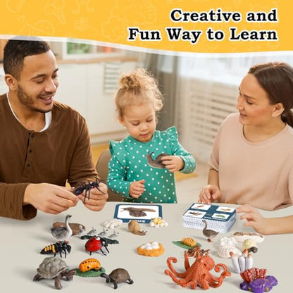 Life Cycle Toys for Kids - Life Science Education Kits: Ladybug, Ants, Goose, Land Turtle, Snail, Octopus - 24 Pieces Animal Models STEM Learning Toys for 3-10 Year Old - style: Ladybug/Ants/Goose/Land Turtle/Snail/Octopus