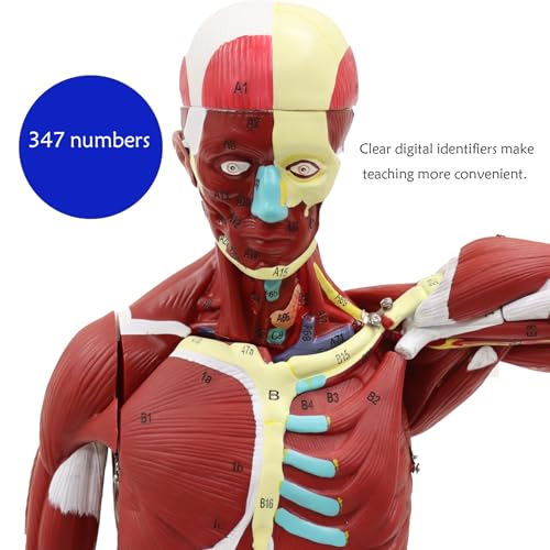 Anatomical Human Muscular Figure Model with 347 Number with 27 Removable Parts Muscle Organ Model Training Manikin Model for Teaching 33.5'' Tall,1/2 lifesize