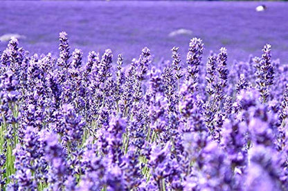 Lavender Seeds for Planting Herb Garden About 100 Seeds Spring or Fall Planting