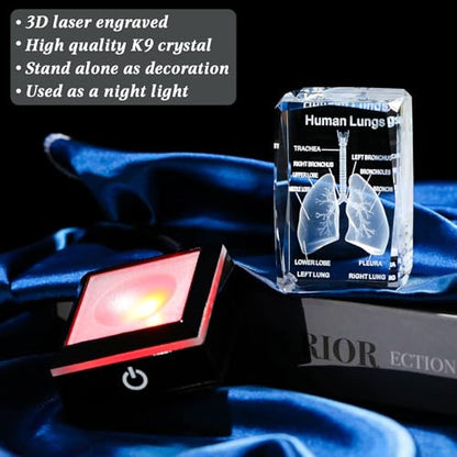 Movdyka 3D Human Lung Anatomy Model Biology Doctor Gifts for Men - color: Lung