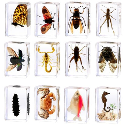 12pcs Real Insect Specimen,Taxidermy Butterfly & Insect Specimen in Resin - color: 12Pcs Insect Specimen