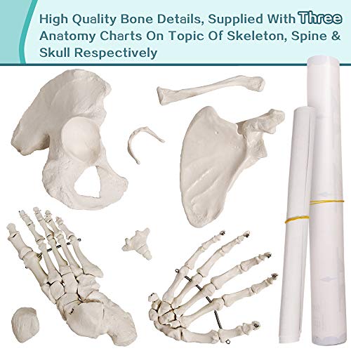 Disarticulated Human Skeleton Model for Anatomy 67 inch High, Full Size Skeleton Models with Poster, Skull, Bones, Articulated Hand & Foot