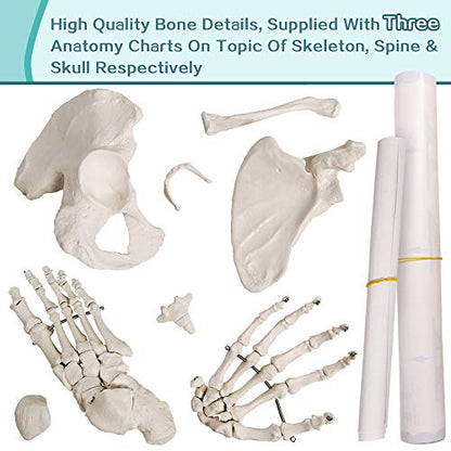 Disarticulated Human Skeleton Model for Anatomy 67 inch High, Full Size Skeleton Models with Poster, Skull, Bones, Articulated Hand & Foot