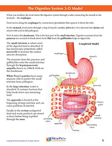 NewPath Learning Digestive System 3-D Paper Model Making Kit, Set/5 Full-Color, Paper Model Templates & Teacher Guide (24-7771)