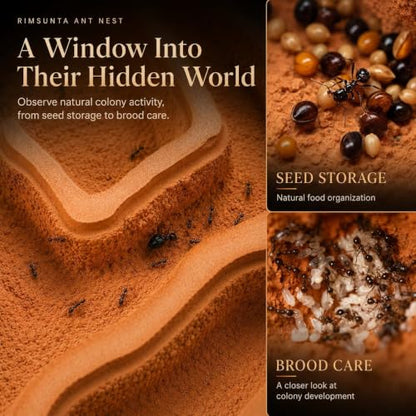 Ecological Ant Nest - Modular Ant Farm with Magnetic Glass Covers, Humidity Control, Ventilation, and Expansion Ports - Perfect for Ant Enthusiasts (10.63 x 9.84 x 5.12 inches)
