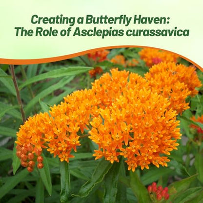 Outsidepride Tropical Milkweed Seeds - 2000 Pcs Perennial, Heat & Humid Tolerant, Pollinator-Friendly Wildflower Seeds, Ideal for Monarch Butterflies, Cut Flowers, Borders, or Meadows - size: 2000 Seeds