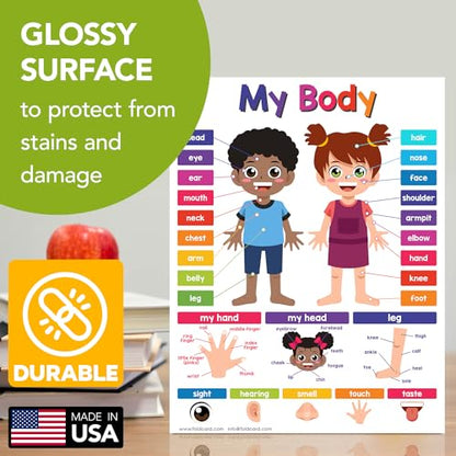 FoldCard My Body Chart Educational Poster 8.5x11 5pk - color: My Body