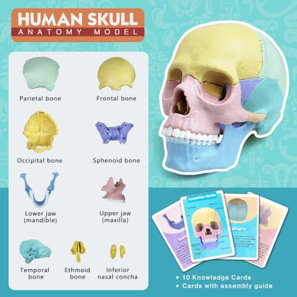 NEW HORIZON Human Anatomy Skull Model 17 Parts,Detachable Palm Sized Mini Human Medical Skull Model, Medical Clinic Teaching Equipment,with Detailed Manual