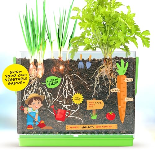 Root Viewer Kit for Kids - Grow Your Own Plant for Boys & Girls Gifts
