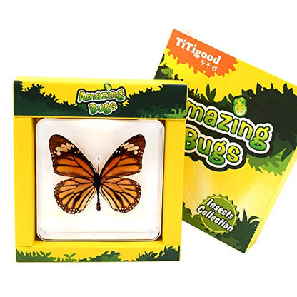 Real Insect Butterfly Specimen Paperweight Animal Taxidermy Collection Display Sciecne Classroom Specimen for Science Education (Butterfly 4) - color: Butterfly 4