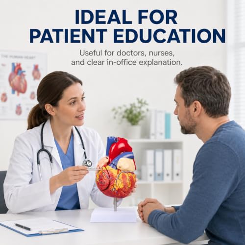 2X Enlarged Anatomical Heart Model, 4-Part, 49 Structures - size: 2X Enlarged 49 Anatomical Structures Model