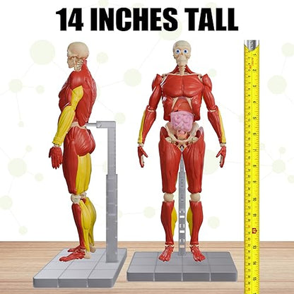 Be Amazing! Toys Interactive Human Body Anatomy Figure, 60 Pieces, Ages 8+