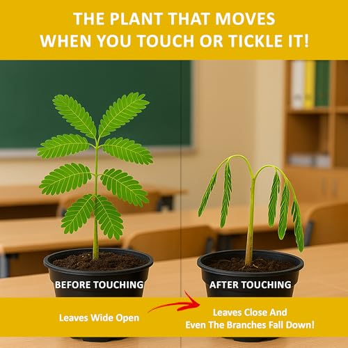 Zombie Plant Seed Packets – Grow a Live Sensitive Plant that Plays Dead When Touched! Indoor Plant Seeds & Educational STEM Activity | House Plant Seeds | Unique Garden Seeds – 2 Pack - style: Indoor Planting - 2 Pack