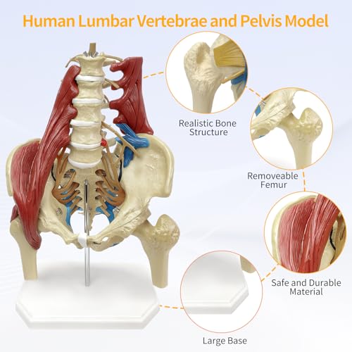 Lumbar Spine Model with Nerves, Female Pelvis Model Anatomy 1:1 Life Size Nerves Hip Joint Muscle Model Removable Movable Femur Heads Product Manual Card for Medical Education Study