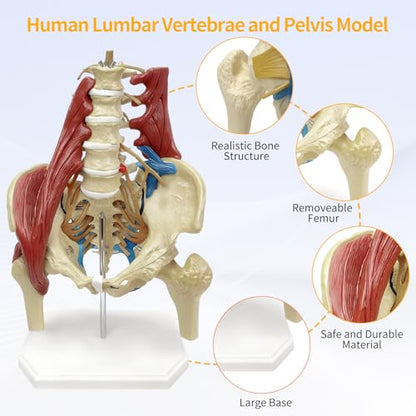 Lumbar Spine Model with Nerves, Female Pelvis Model Anatomy 1:1 Life Size Nerves Hip Joint Muscle Model Removable Movable Femur Heads Product Manual Card for Medical Education Study
