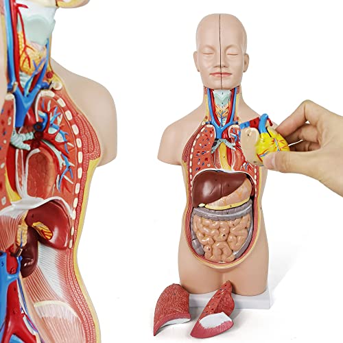 NEW HORIZON 20" Removable 12 Parts Human Torso Model,Showing Section of Brain,Neck Dissected Exposes Muscular Neural,Vascular and Glandular Structure,Anatomy Model for Medical,Educational apparatus