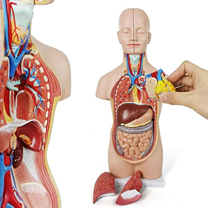 NEW HORIZON 20" Removable 12 Parts Human Torso Model,Showing Section of Brain,Neck Dissected Exposes Muscular Neural,Vascular and Glandular Structure,Anatomy Model for Medical,Educational apparatus