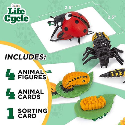 Life Cycle Kit Montessori - Realistic Figurine Toys, Kids Animal Matching Game with Ladybug, Easter Basket Stuffers for Kids, Science Fun for Learning Education Toys - style: Life Cycle - Ladybug