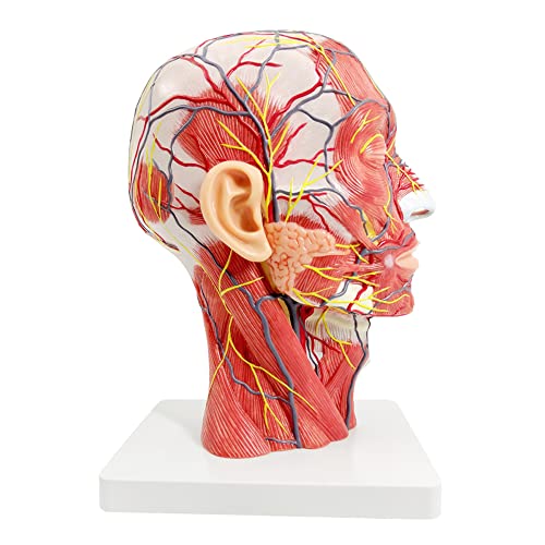 Human Half Head Superficial Neurovascular Model with Musculature, Life Size - style: Classic Model